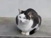 御誕生寺(猫寺)(福井県)