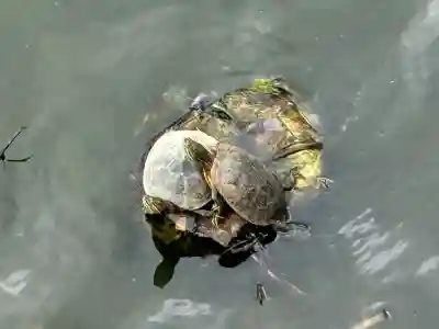 阿保神社(大阪府)