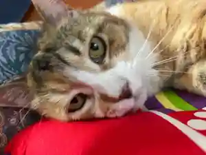 秩父札所十三番 慈眼寺の動物(2022年07月29日(金) 15時58分24秒投稿)