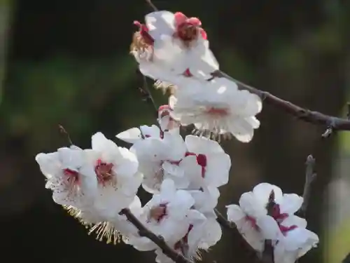 太宰府天満宮の自然