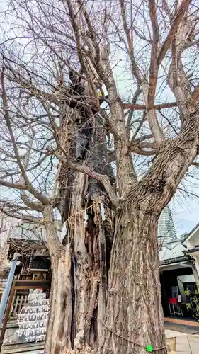 飛木稲荷神社の自然