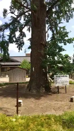飯香岡八幡宮の自然