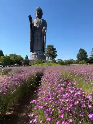 東本願寺本廟 牛久浄苑（牛久大仏）の{uncategorized: "未分類", other: "その他", undefined: "問題あり", building: "その他建物", grave: "お墓", sacred_gate: "鳥居", guardian: "狛犬", statue: "像", buddha: "仏像", history: "歴史", nature: "自然", garden: "庭園", animal: "動物", pagoda: "塔", temizu: "手水舎", mountain_gate: "山門・神門", sanctuary: "本殿・本堂", subordinate: "末社・摂社", art: "芸術", scenery: "景色", jizo: "地蔵", ema: "絵馬", goshuin: "御朱印", omikuji: "おみくじ", items: "授与品その他", amulet: "お守り", goshuincho: "御朱印帳", eats: "食事", festival: "お祭り", votive_dance: "神楽", shichigosan: "七五三参", wedding: "結婚式", experience: "体験その他", initially: "初詣", around: "周辺", anti_infection: "感染症対策"}