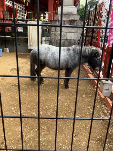 神田神社（神田明神）の動物