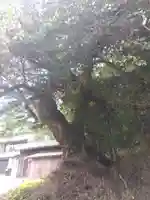 田結神社(福井県)