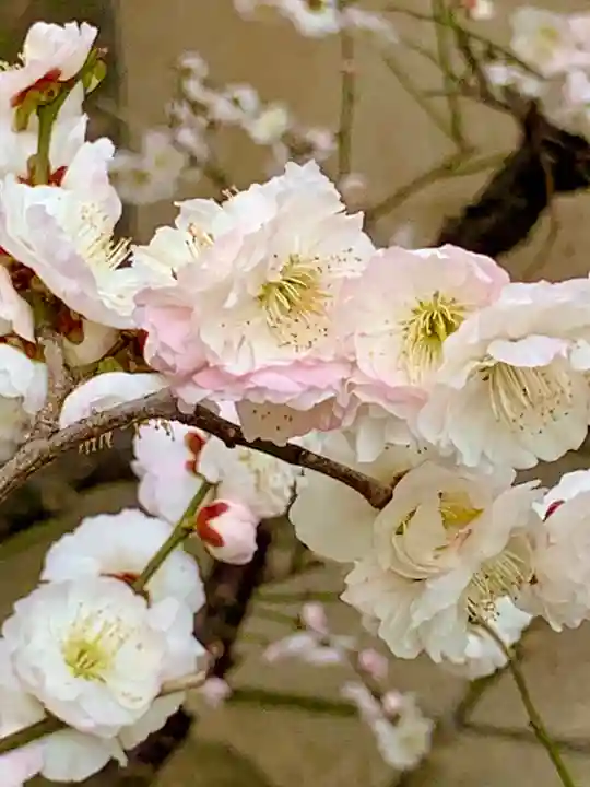 大阪天満宮(大阪府)