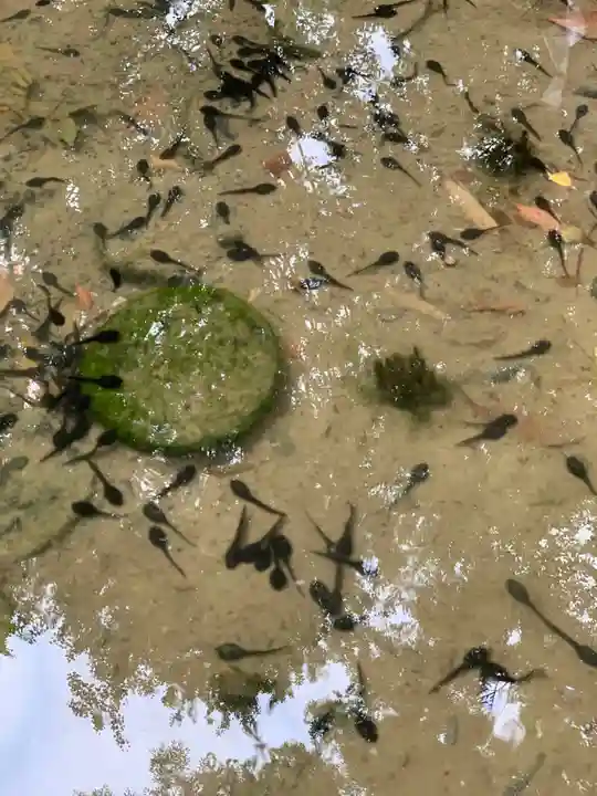 田無神社の動物