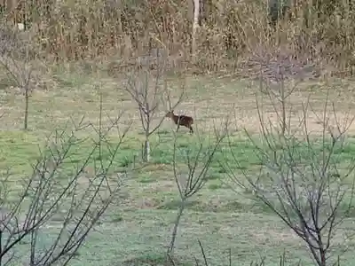 神社(名称不明)の動物