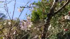 平野神社の自然