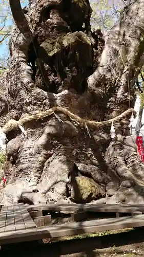 秩父今宮神社の自然