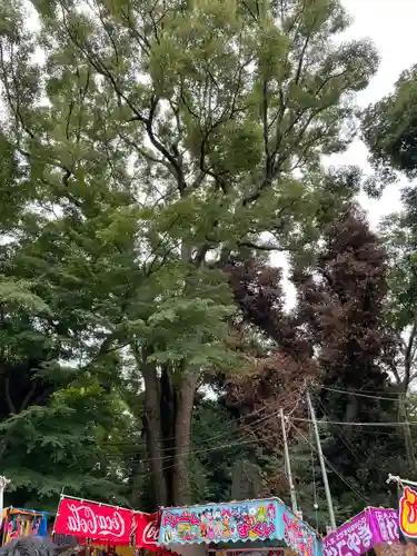 代々木八幡宮のお祭り