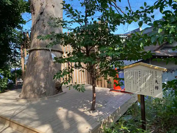 鎮守氷川神社の自然