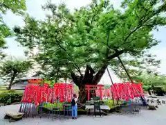 秩父今宮神社(埼玉県)