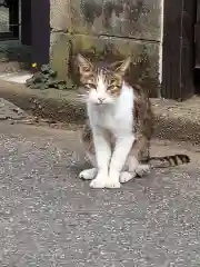 愛宕神社の動物