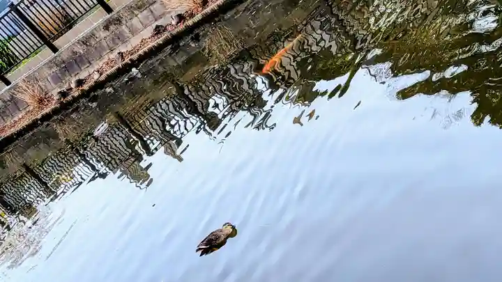 法華経寺の動物