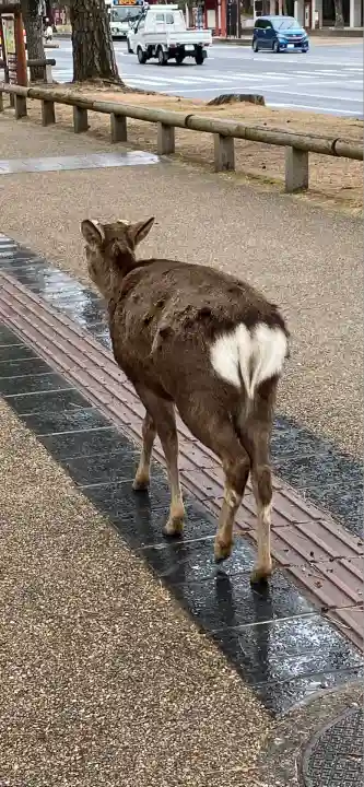 厳島神社(東大寺境内社)(奈良県)