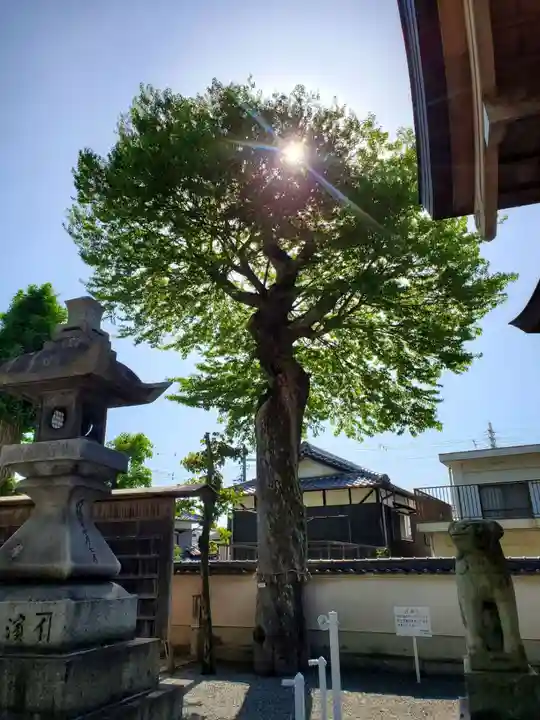 早川神社の自然