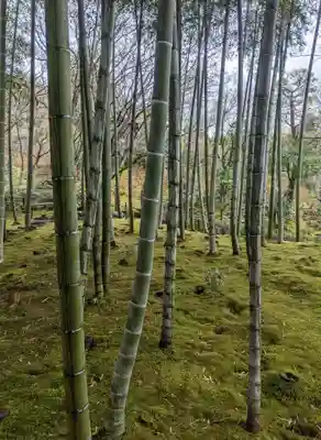 常寂光寺の自然