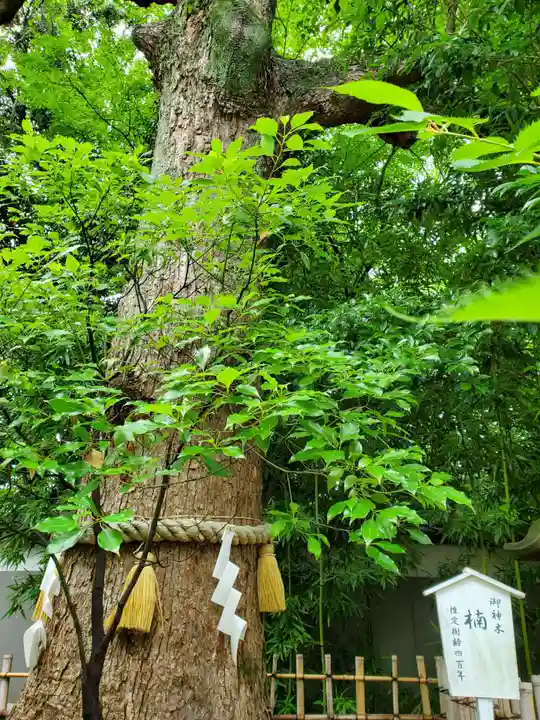 富部神社の自然