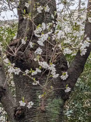 くまくま神社(導きの社 熊野町熊野神社)(東京都)