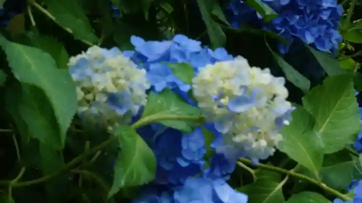 長谷寺(奈良県)