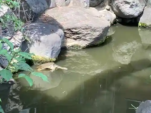 松原神社の動物
