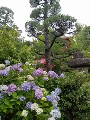 高幡不動尊　金剛寺(東京都)