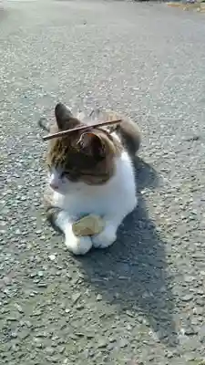 美與利大明神の動物