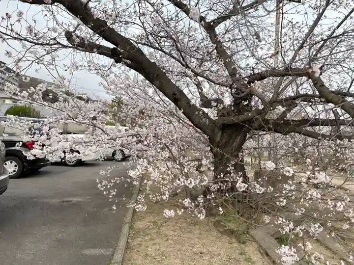 兵庫縣神戸護國神社の自然