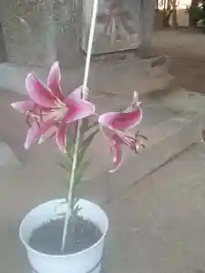 伏木香取神社(茨城県)(2023年08月22日(火) 06時58分40秒投稿)