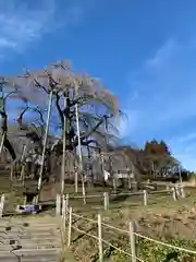 瀧桜神明宮(福島県)