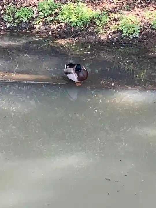 大原八幡宮の自然