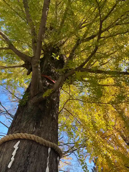 春日部八幡神社の自然