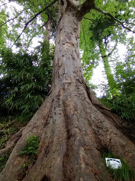 若松寺(山形県)