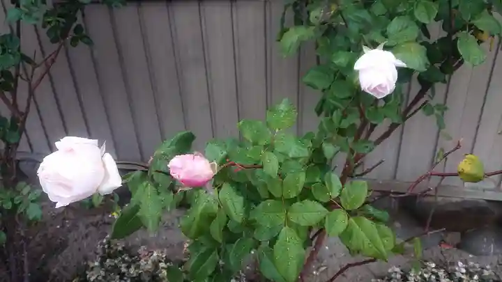 尾張大國霊神社(国府宮)の自然