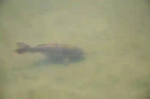 平安神宮の動物