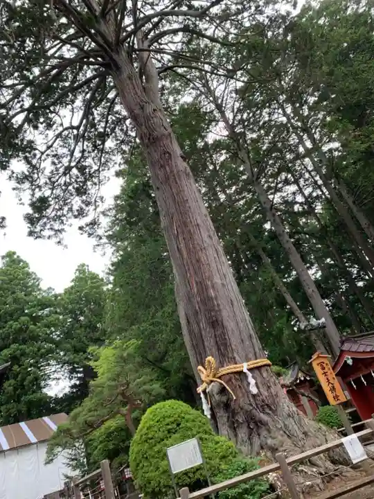 北口本宮冨士浅間神社の自然