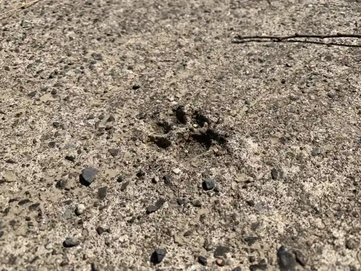 諏訪神社(千葉県)