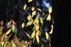 開成山大神宮の自然