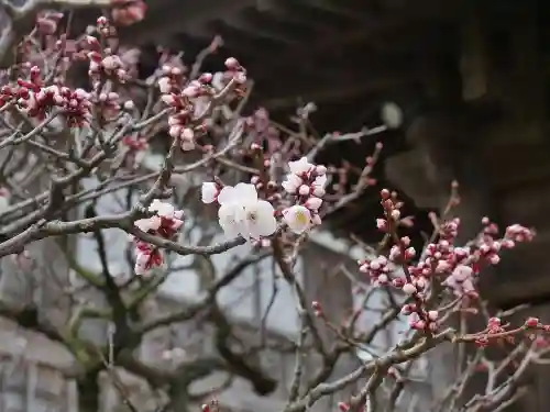 極楽寺（霊鷲山感應院極楽律寺）の自然