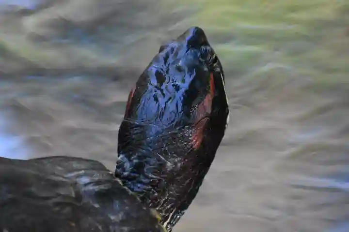 葛原岡神社の動物