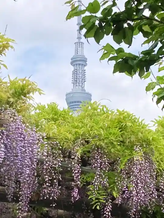 亀戸天神社(東京都)