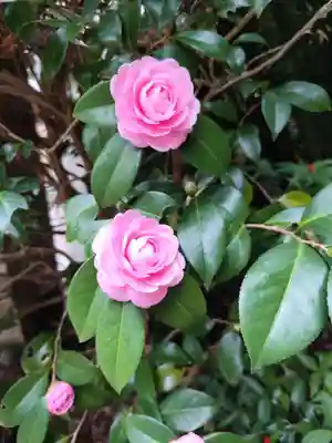浄瑠璃寺(愛媛県)