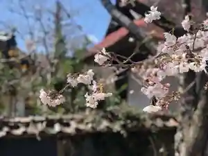 木舟山 順教寺の自然(2022年03月28日(月) 09時25分41秒投稿)