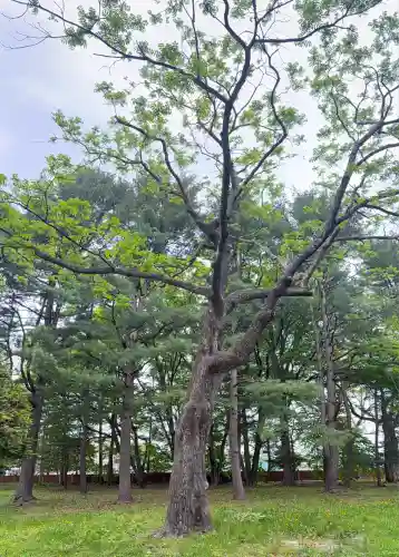 十勝護国神社の自然