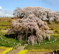 瀧桜神明宮の自然