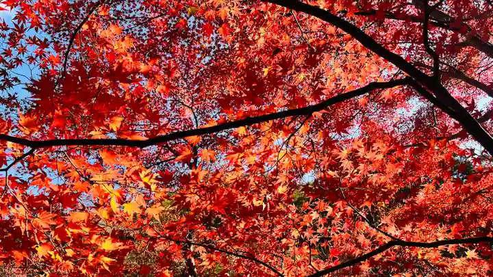 高山寺(京都府)