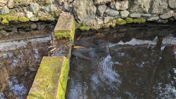 白石神社の動物