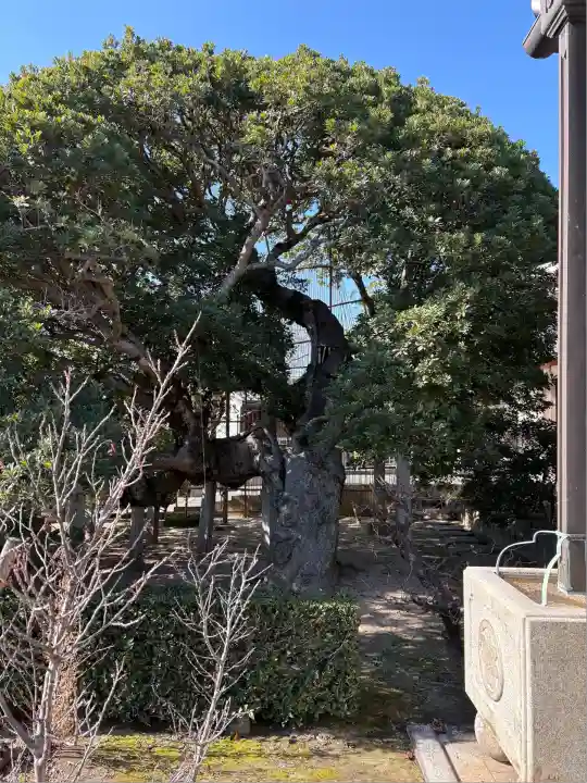 日蓮宗 本松寺の庭園