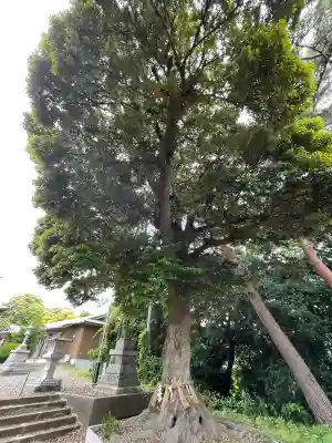 鹿嶋神社の{uncategorized: "未分類", other: "その他", undefined: "問題あり", building: "その他建物", grave: "お墓", sacred_gate: "鳥居", guardian: "狛犬", statue: "像", buddha: "仏像", history: "歴史", nature: "自然", garden: "庭園", animal: "動物", pagoda: "塔", temizu: "手水舎", mountain_gate: "山門・神門", sanctuary: "本殿・本堂", subordinate: "末社・摂社", art: "芸術", scenery: "景色", jizo: "地蔵", ema: "絵馬", goshuin: "御朱印", omikuji: "おみくじ", items: "授与品その他", amulet: "お守り", goshuincho: "御朱印帳", eats: "食事", festival: "お祭り", votive_dance: "神楽", shichigosan: "七五三参", wedding: "結婚式", experience: "体験その他", initially: "初詣", around: "周辺", anti_infection: "感染症対策"}